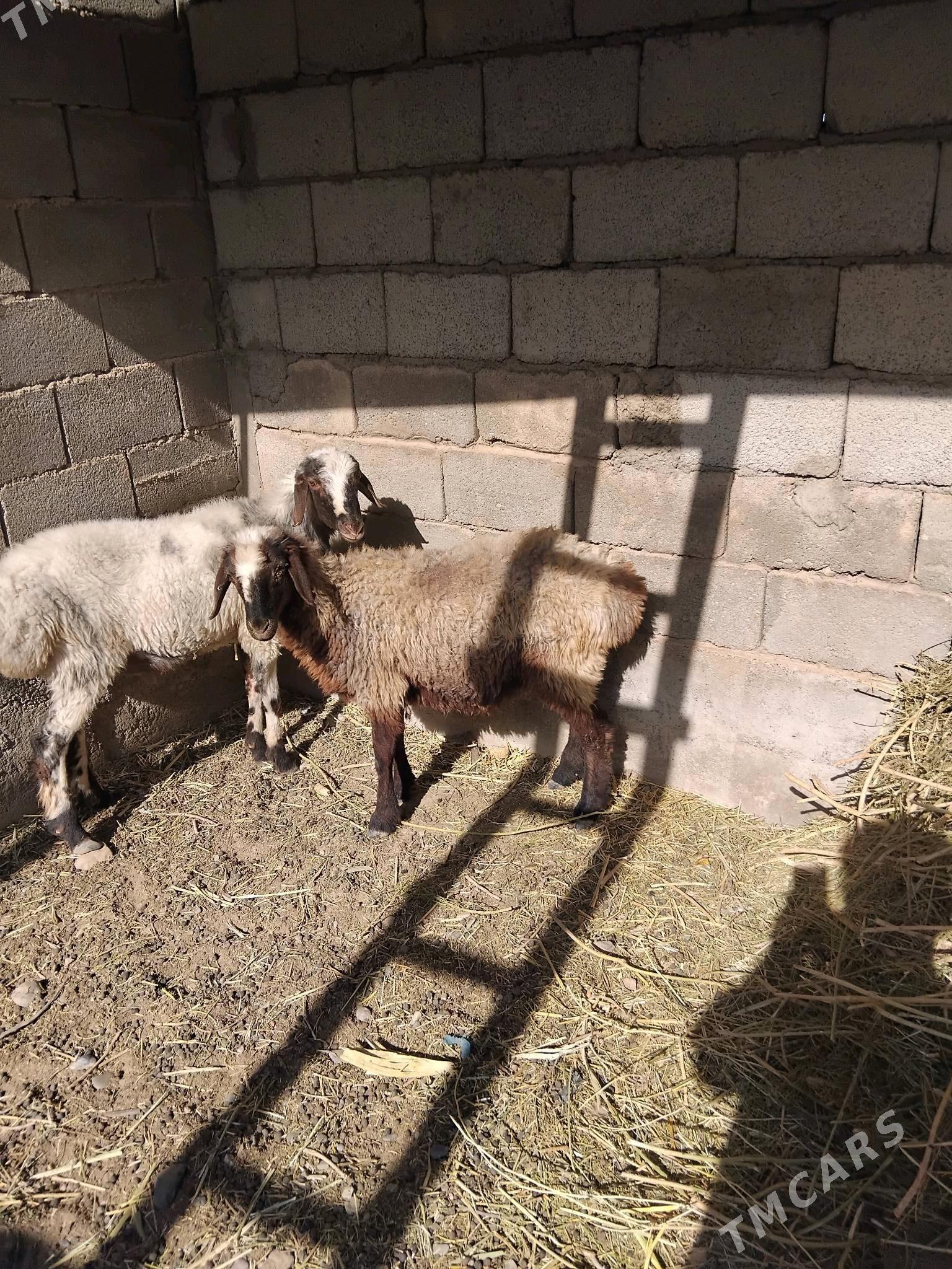 goýun - Кака - img 3