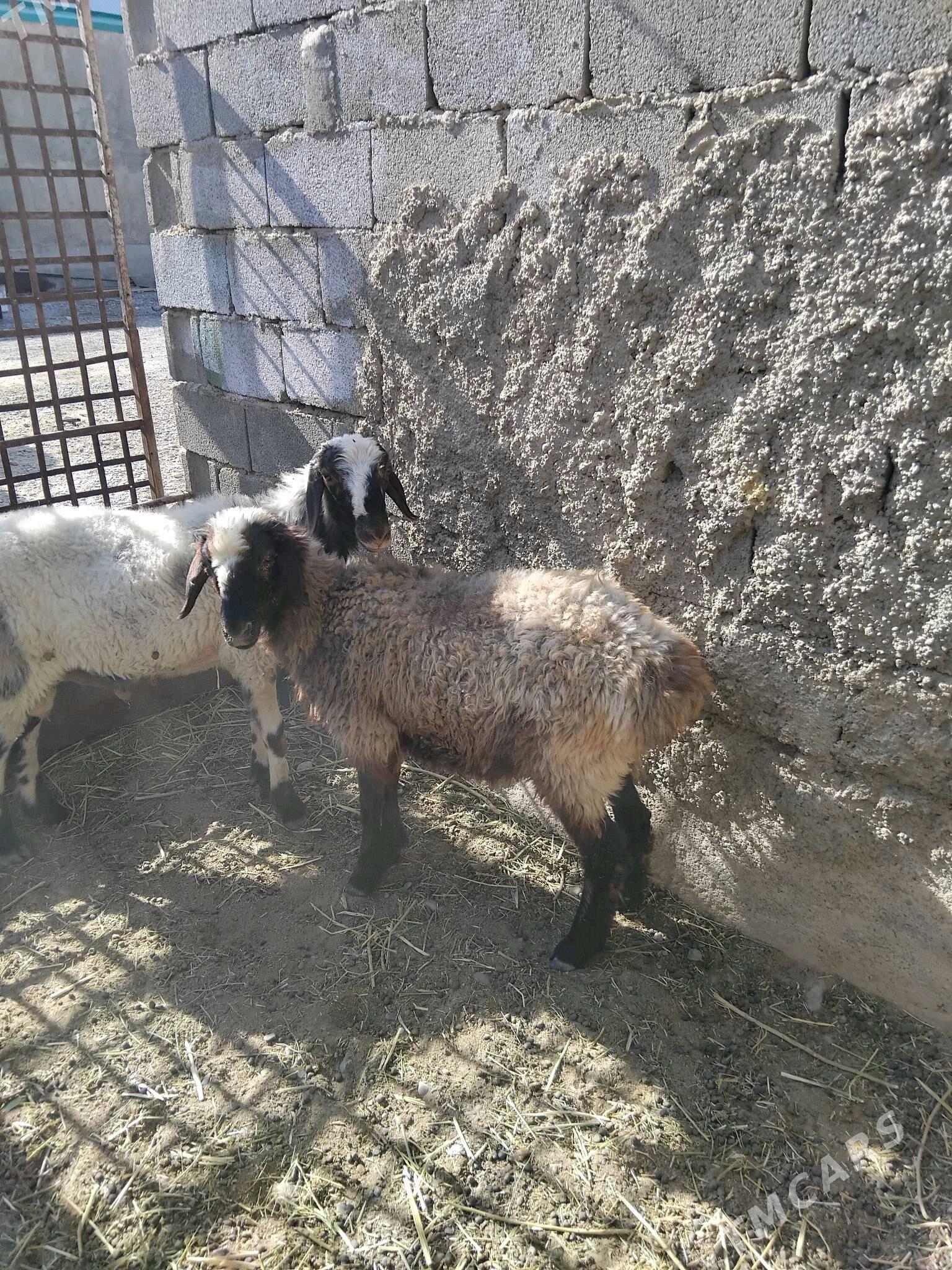 goýun - Кака - img 4