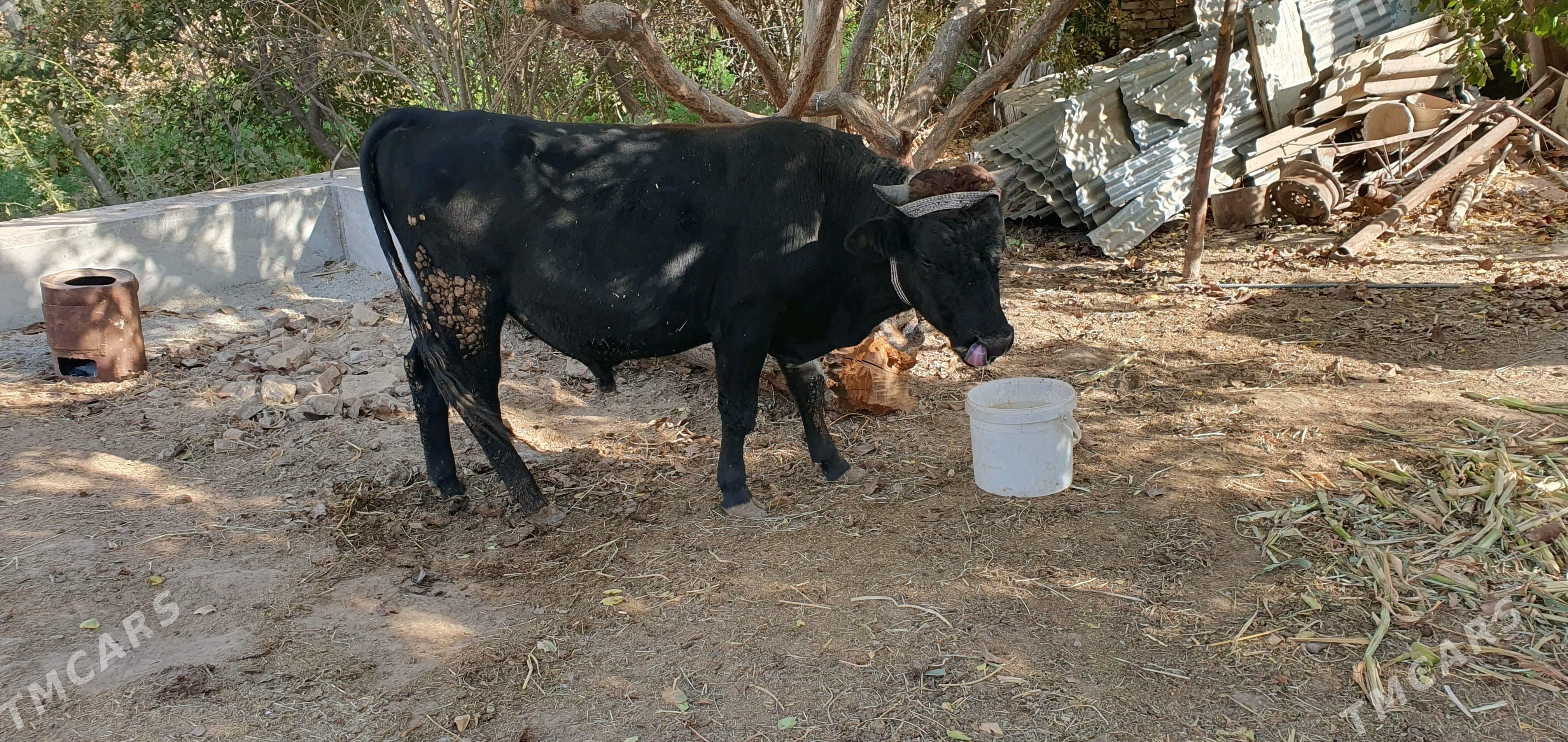 okuz - Чарджоу - img 2