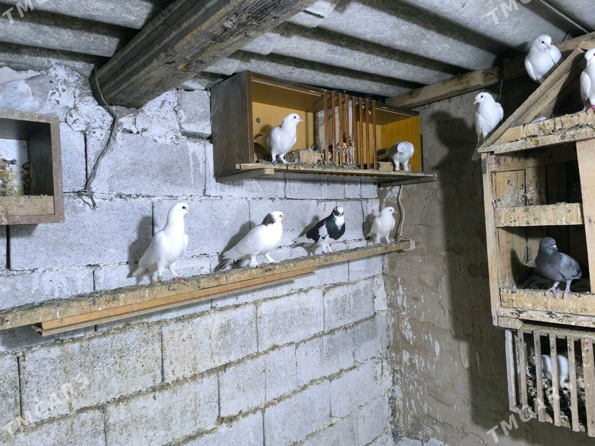 kepderi - Köşi - img 3