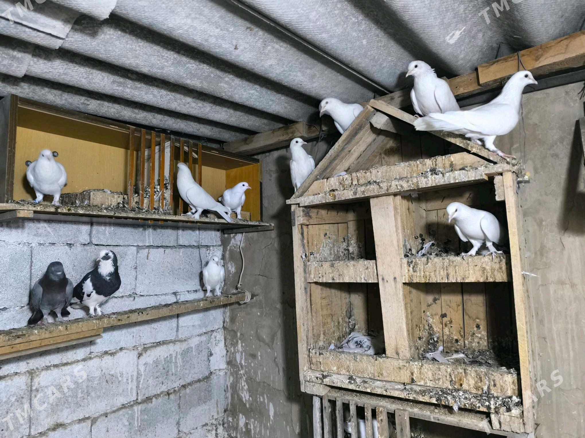 kepderi - Köşi - img 4