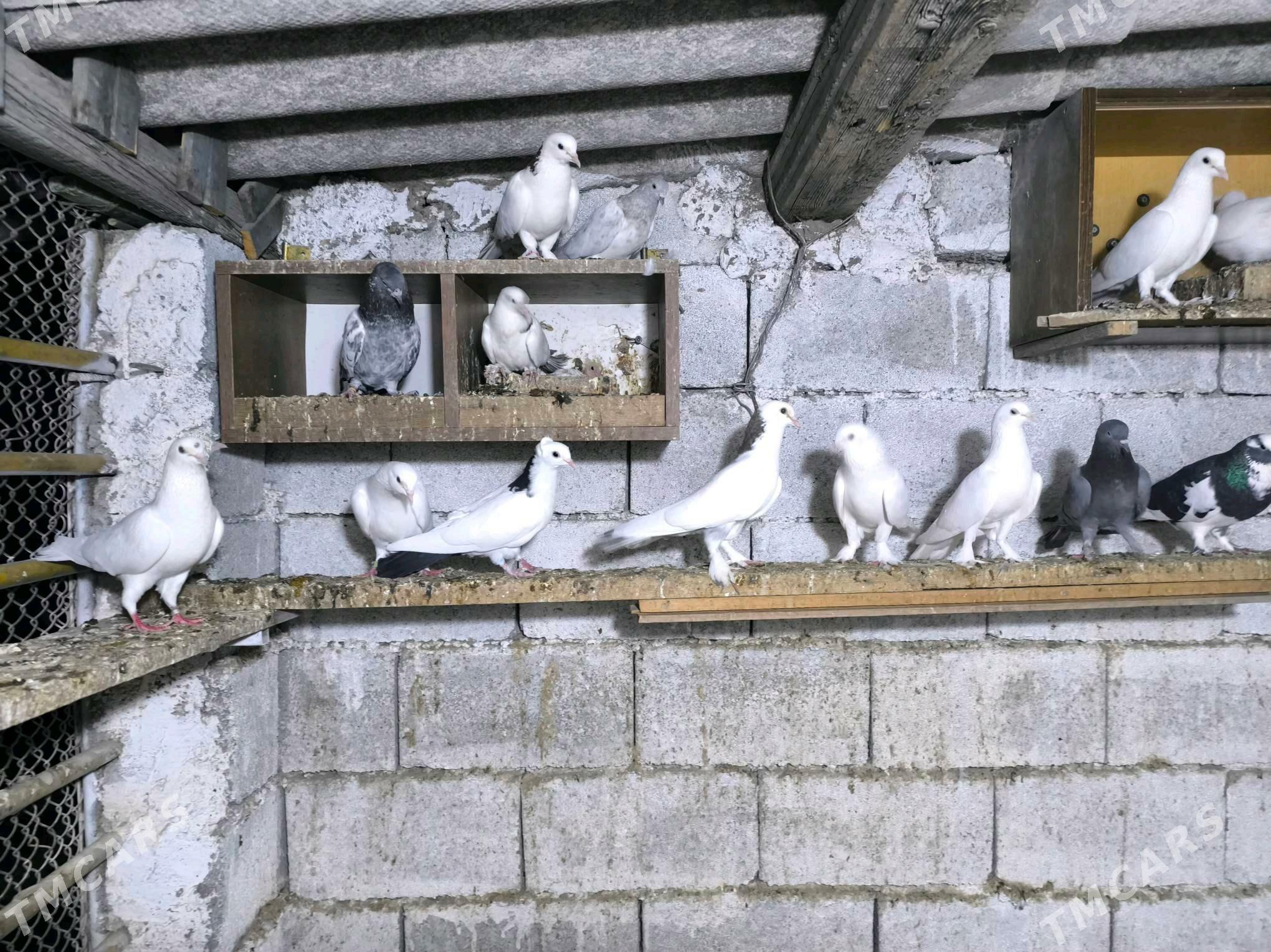 kepderi - Köşi - img 7