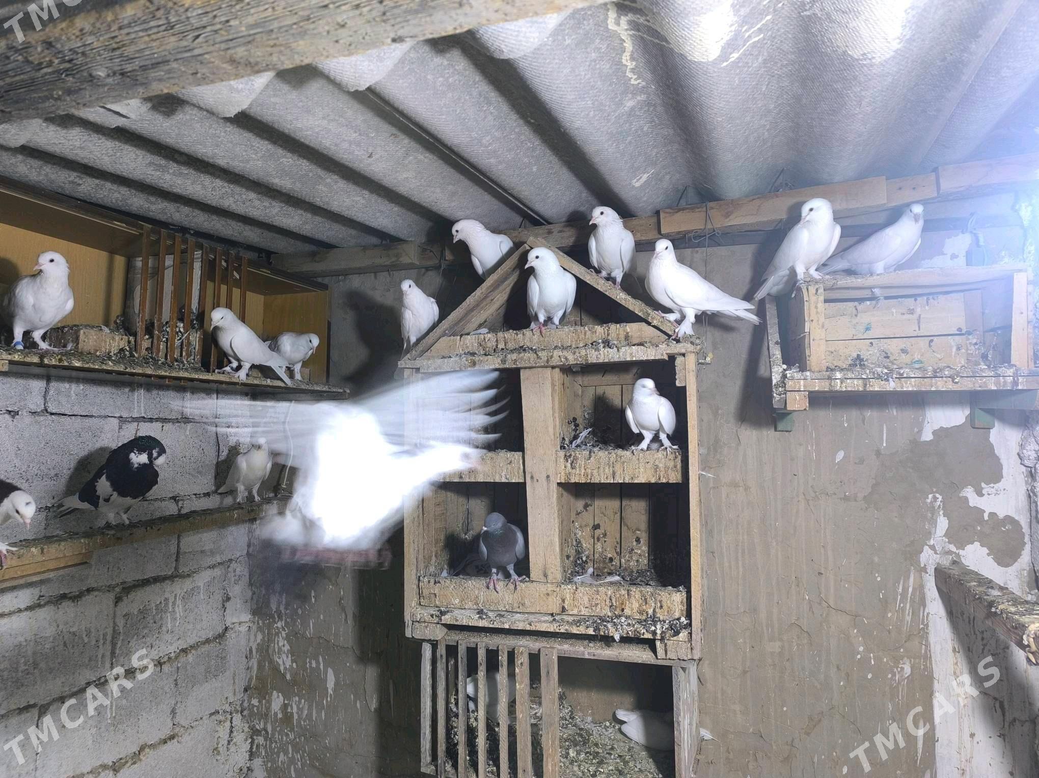 kepderi - Köşi - img 5