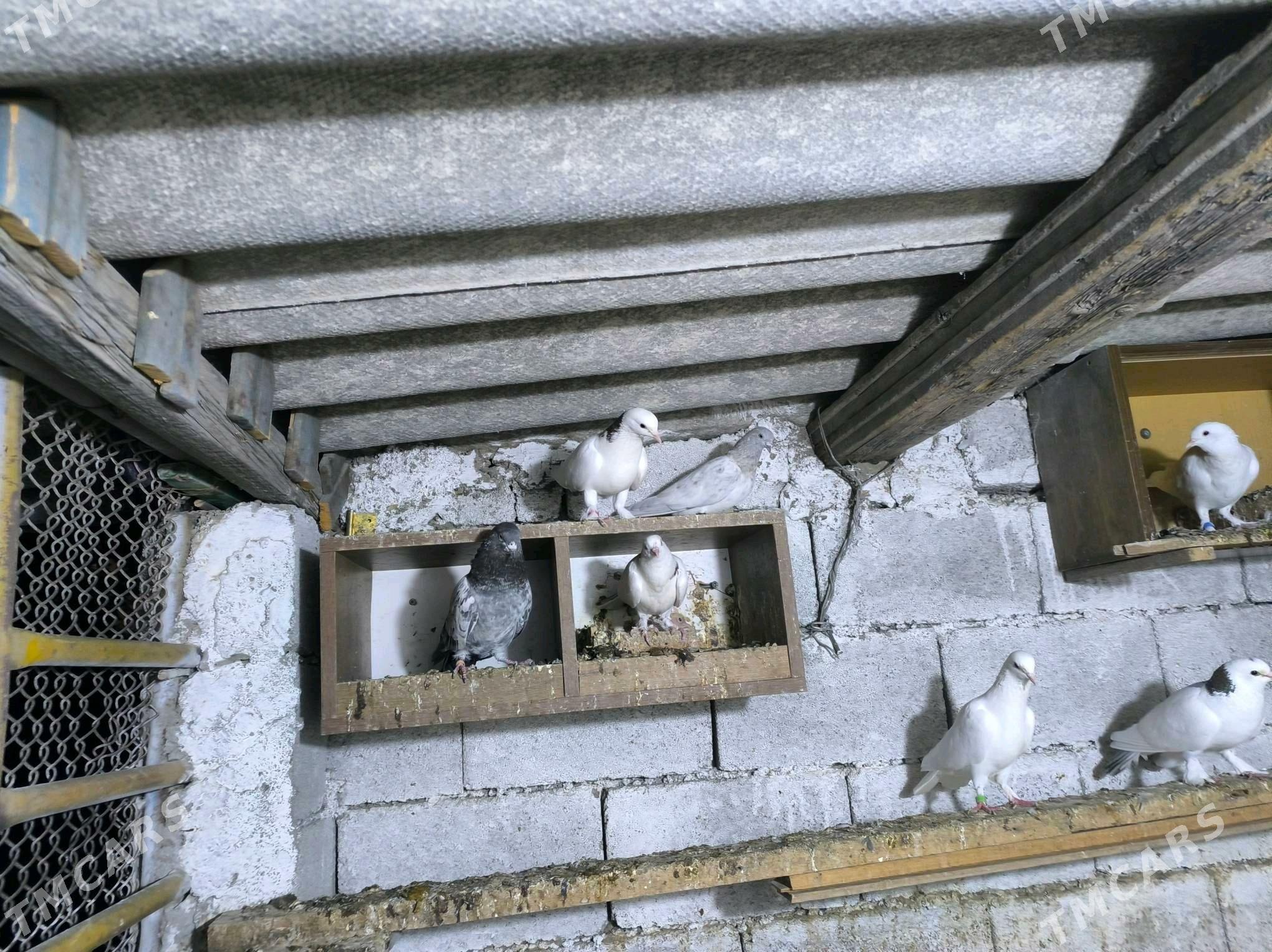 kepderi - Köşi - img 2