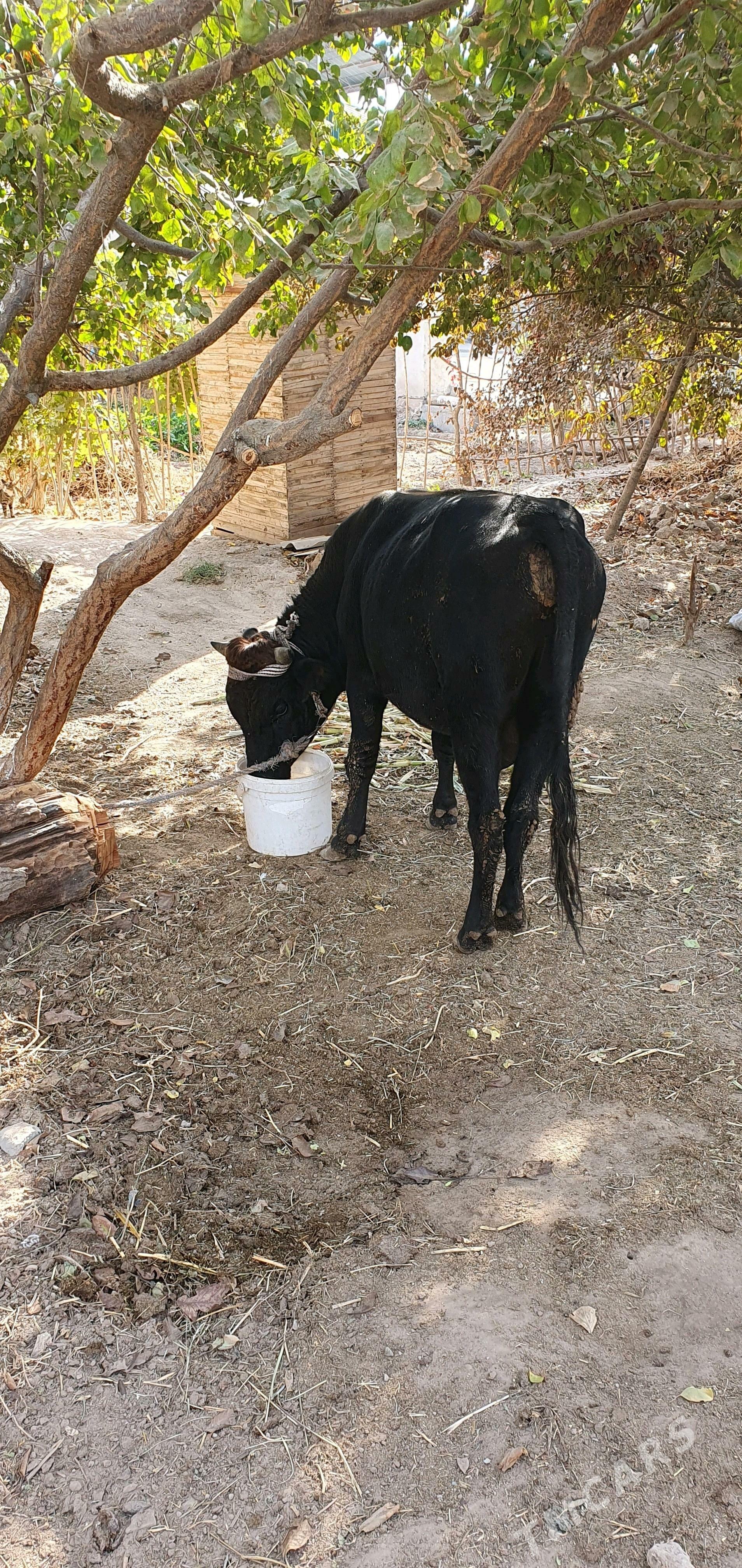 okuz - Чарджоу - img 3