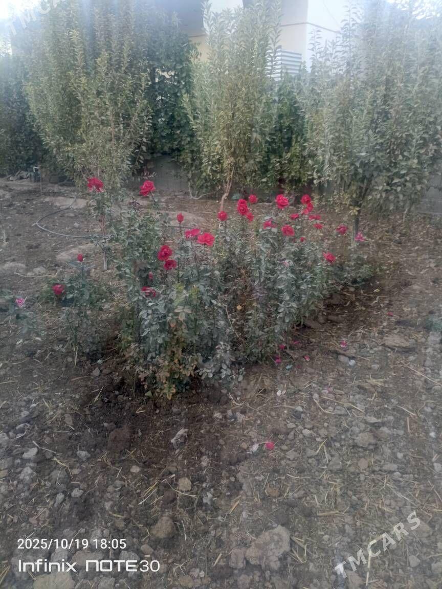 Роза гул - Шабатский этрап - img 2