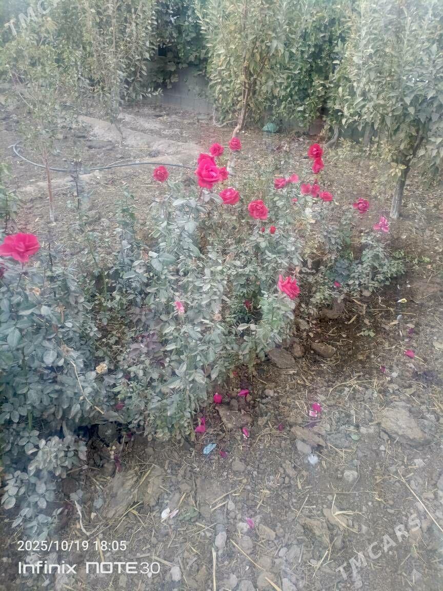 Роза гул - Шабатский этрап - img 1