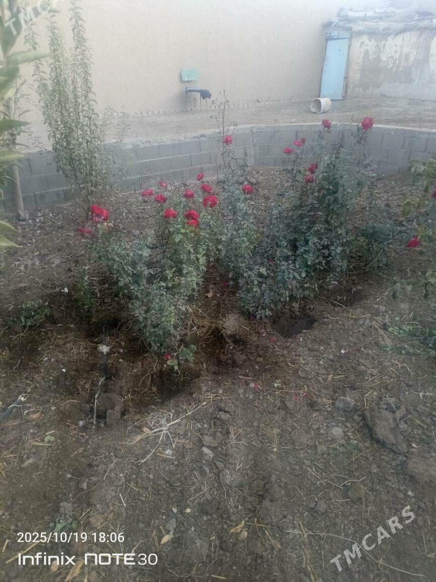 Роза гул - Шабатский этрап - img 3