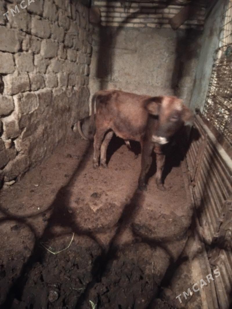 okuz - Бедев - img 2