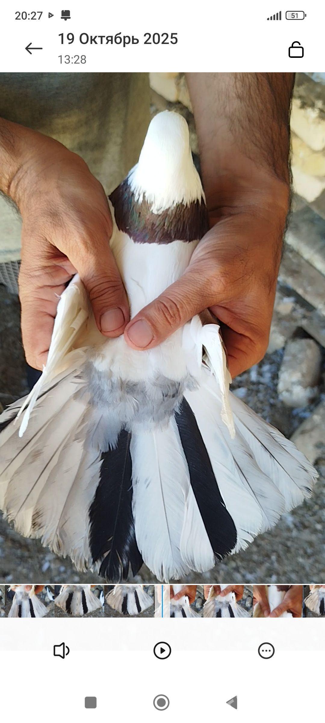 kepder - Mary - img 2