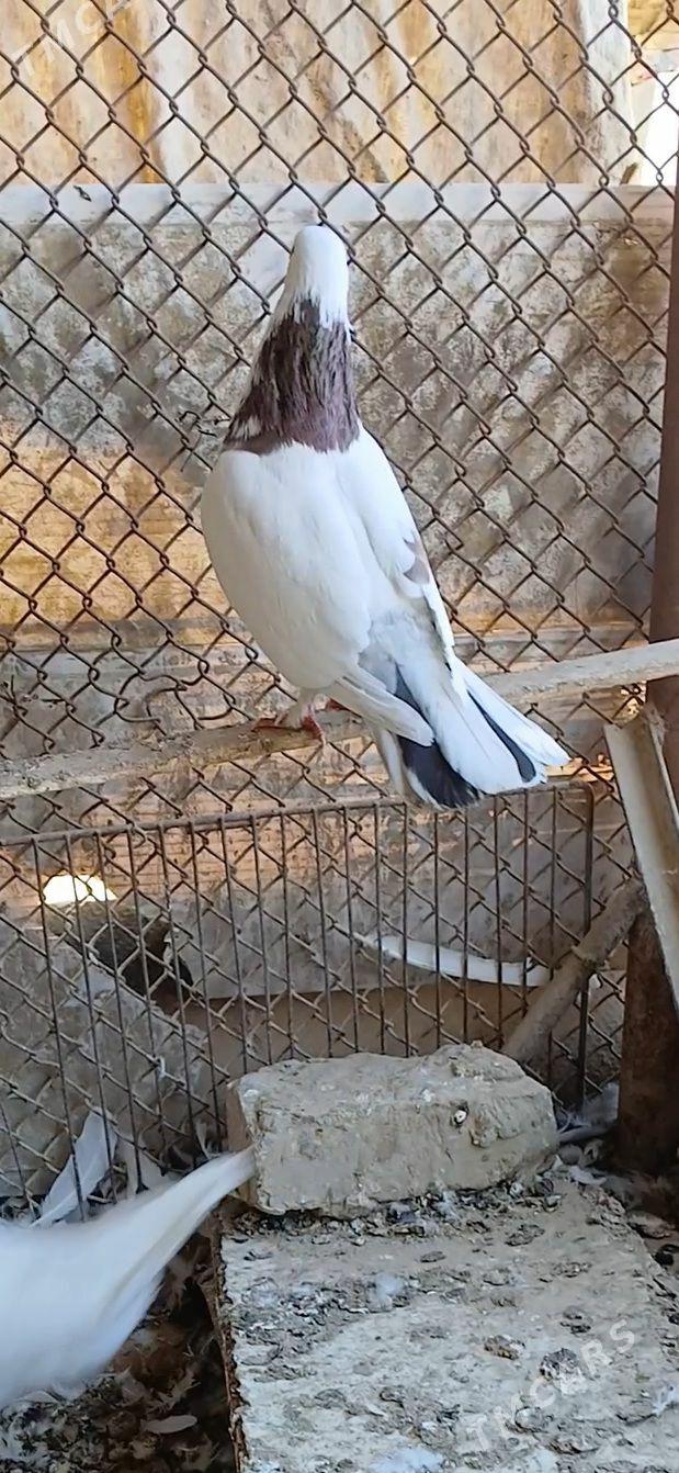 kepder - Mary - img 4