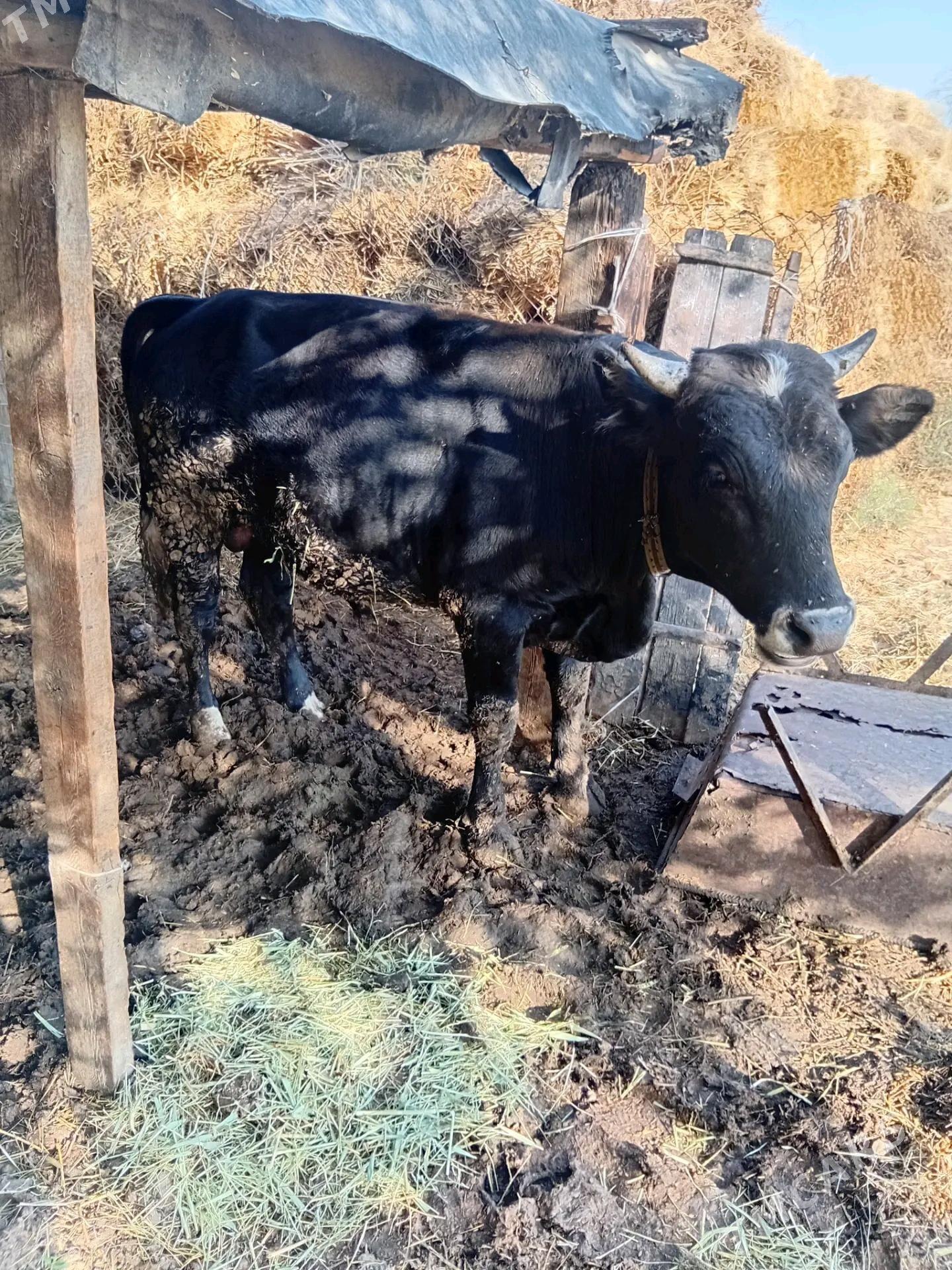 Okuz - Bäherden - img 1