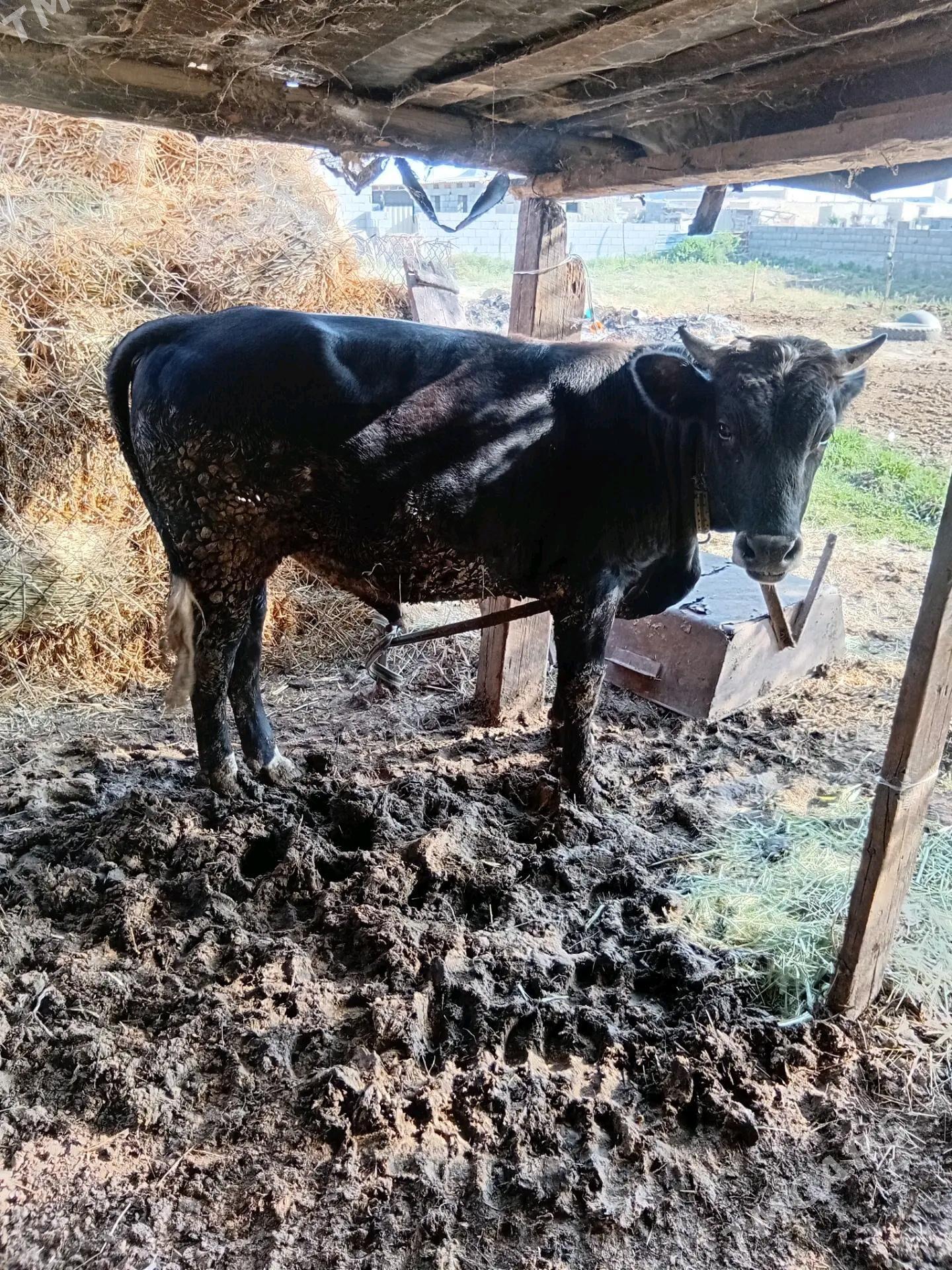 Okuz - Bäherden - img 3