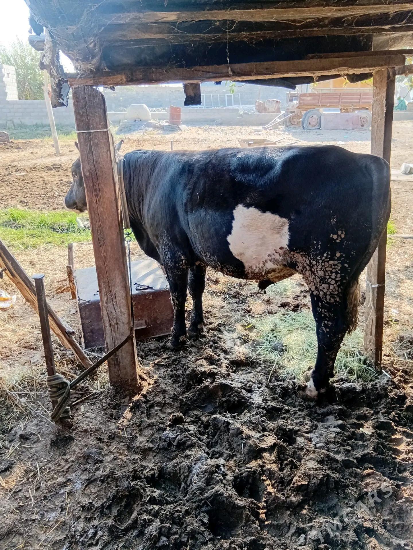 Okuz - Bäherden - img 2