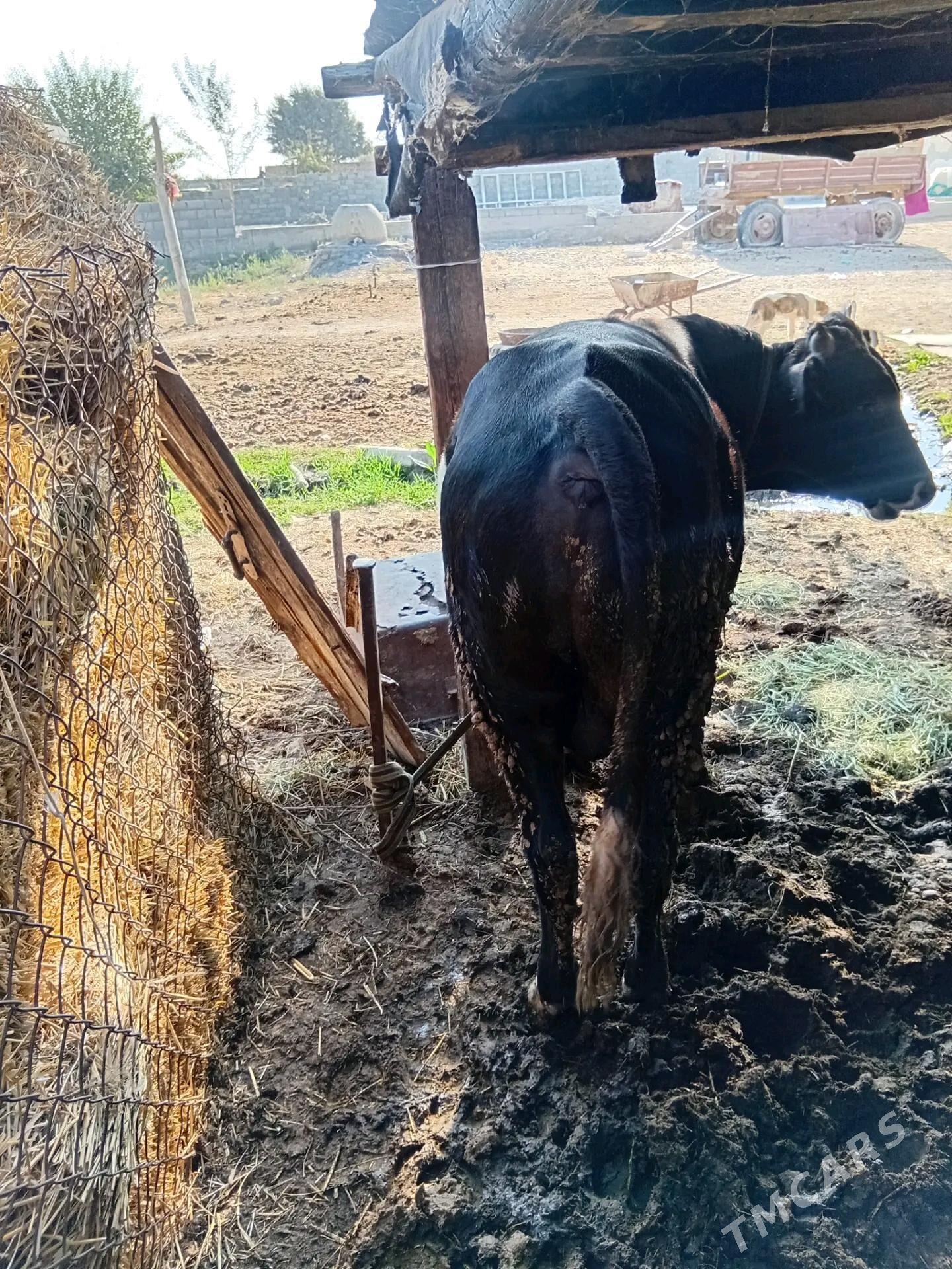 Okuz - Bäherden - img 4