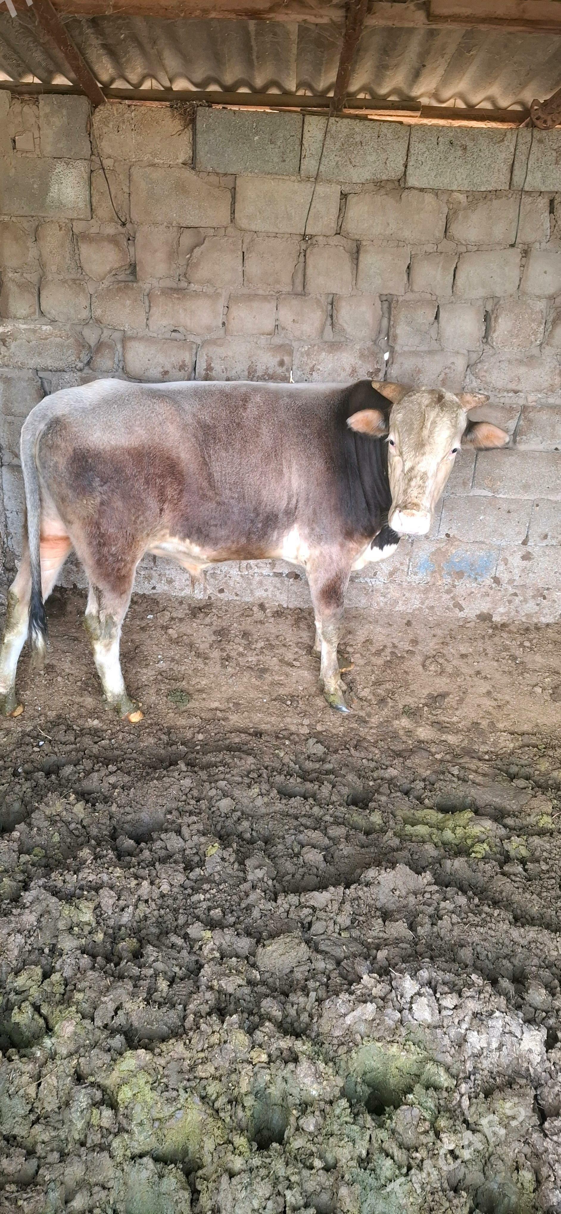 Öküz - Büzmeýin - img 2