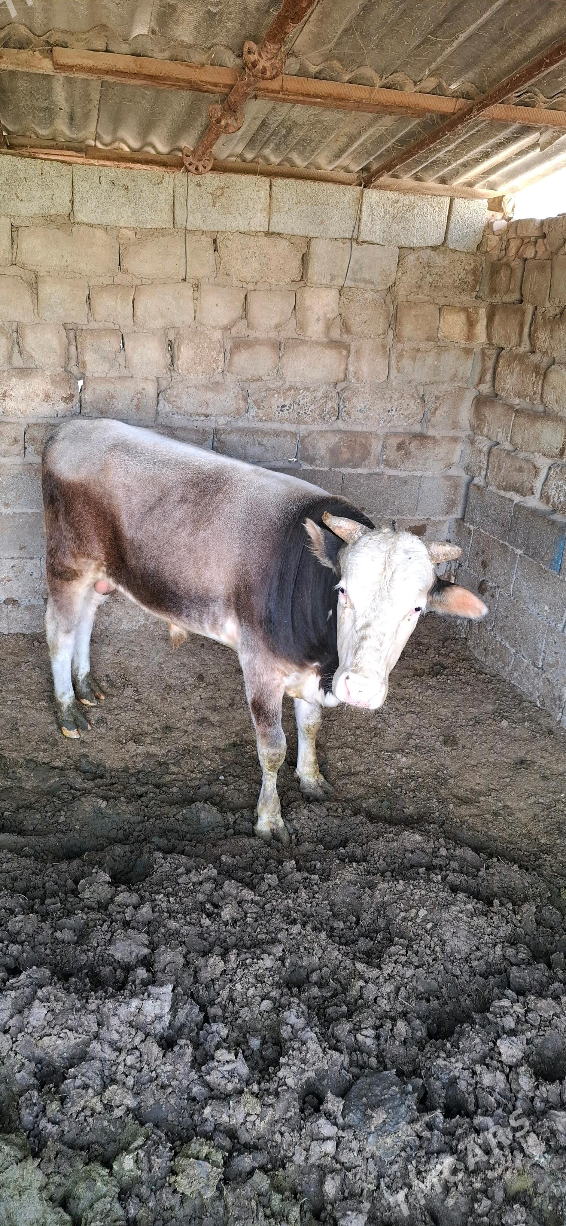 Öküz - Büzmeýin - img 3