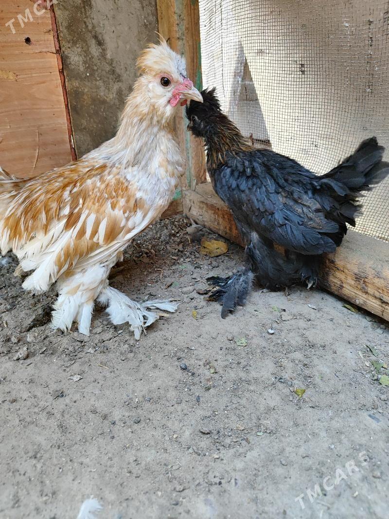 karlik - Mary - img 2