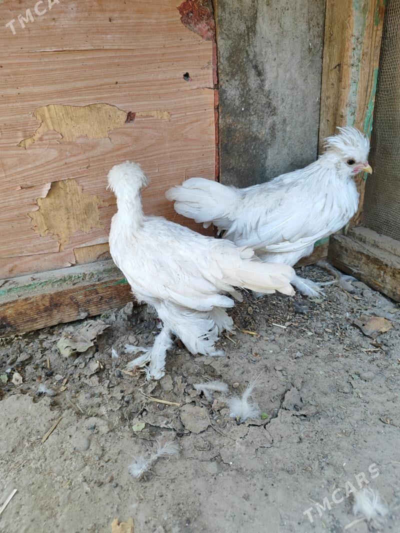 karlik - Mary - img 1