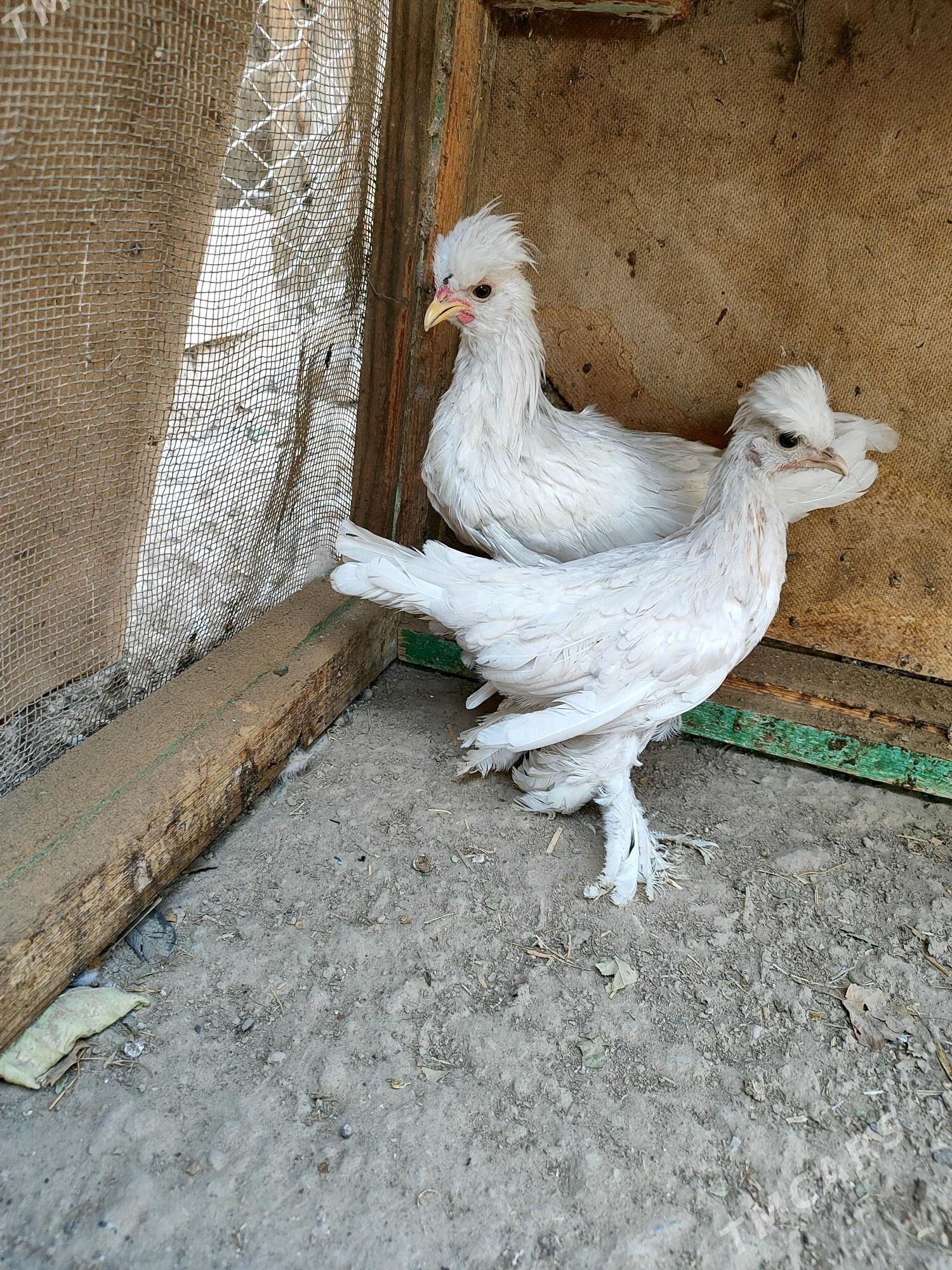 karlik - Mary - img 3