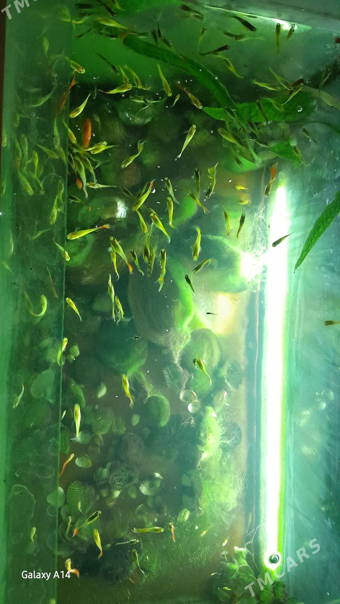 Balyk - Бахарден - img 1