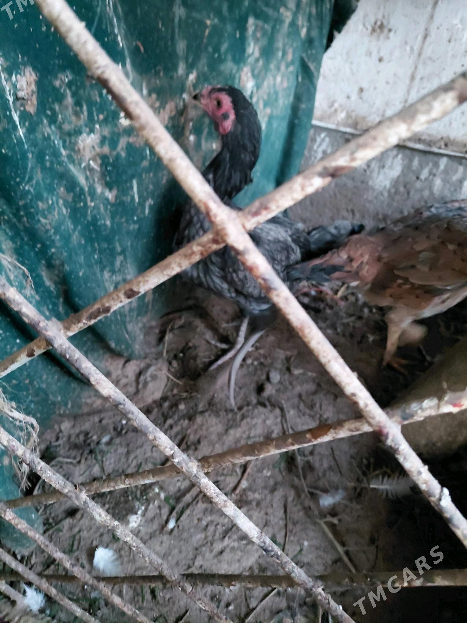 towuk - Çärjew - img 2