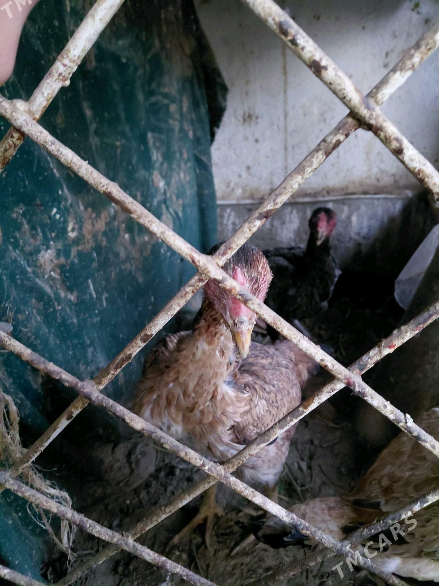 towuk - Çärjew - img 4