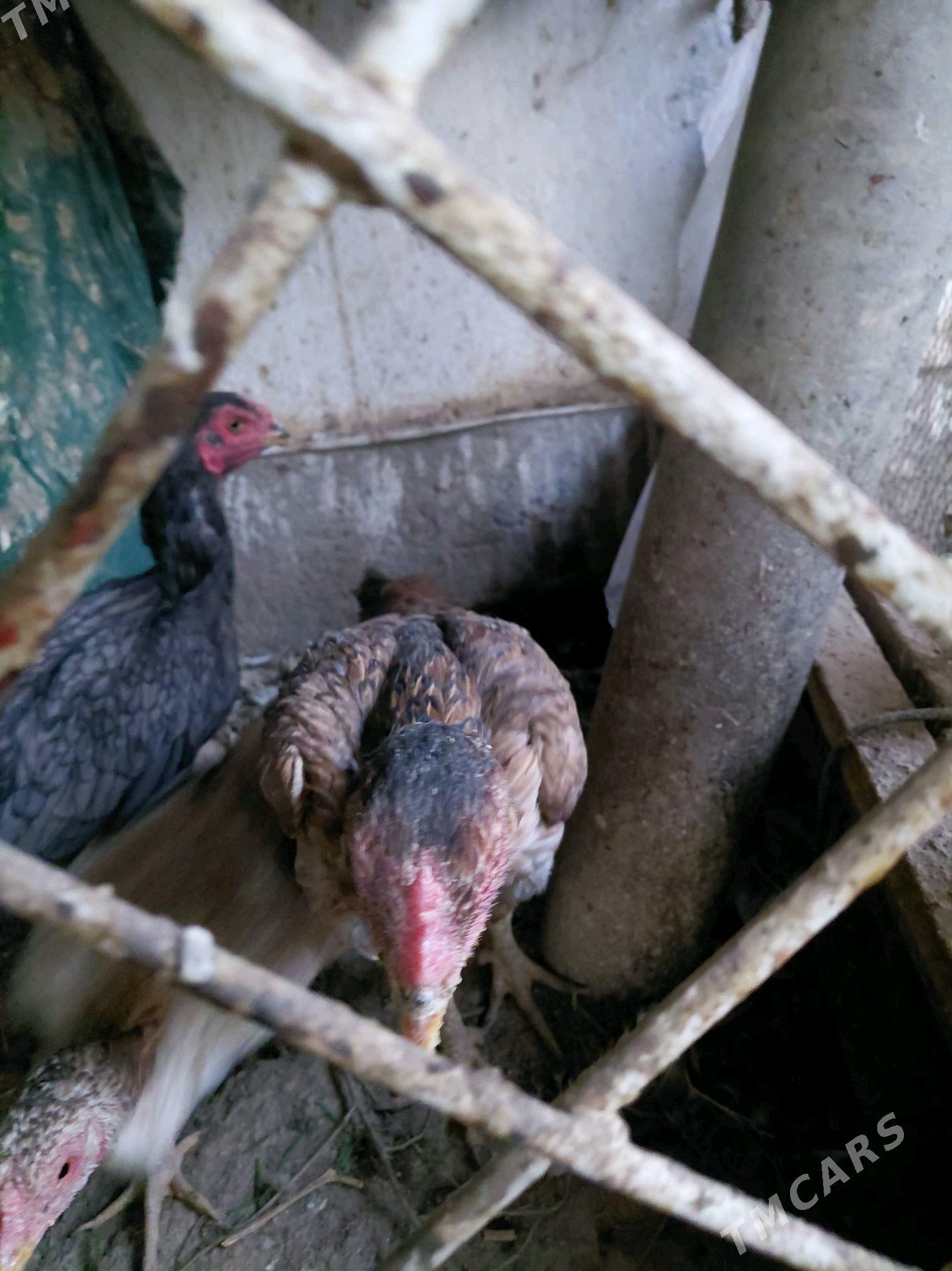 towuk - Çärjew - img 5