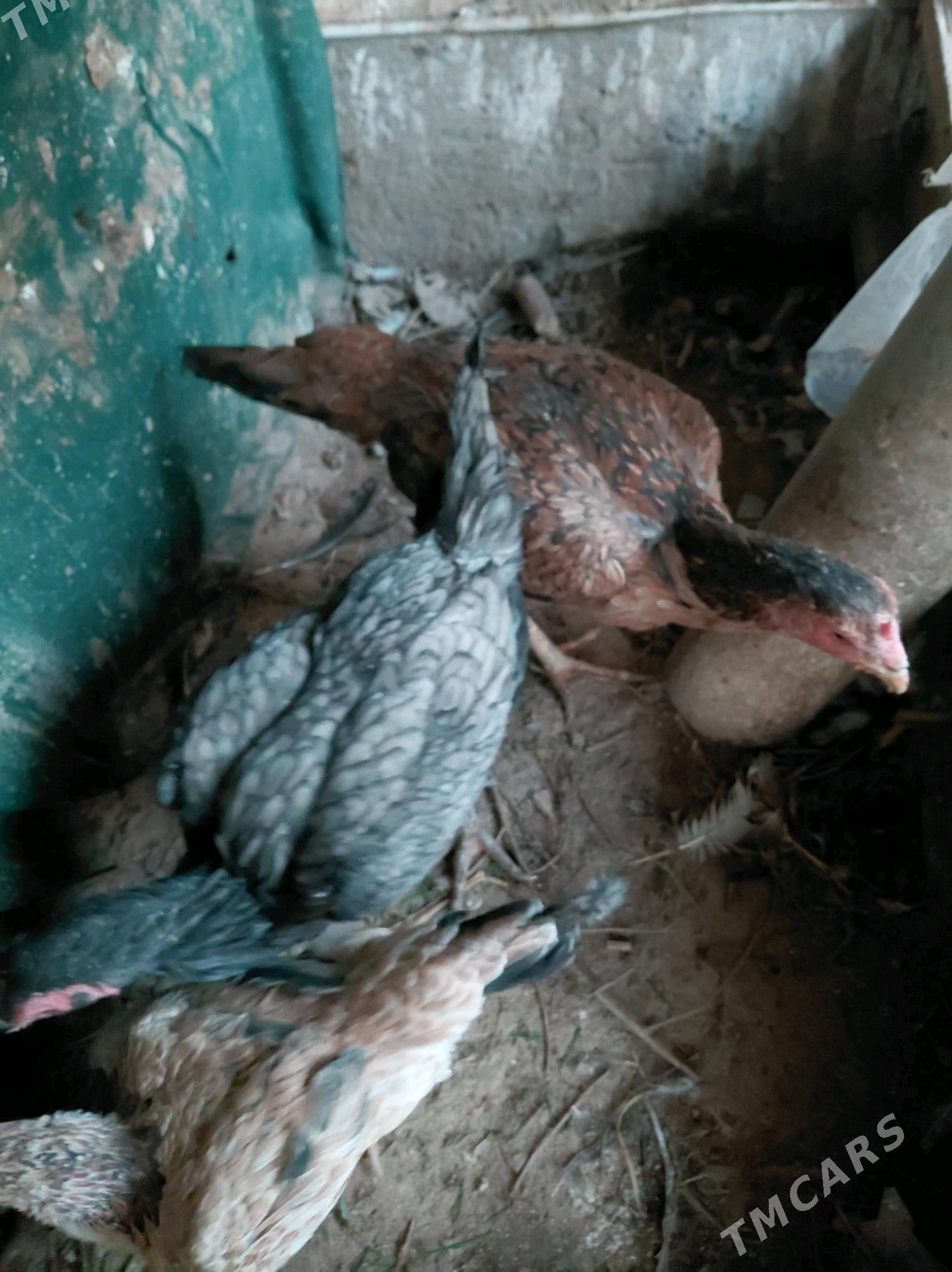 towuk - Çärjew - img 3