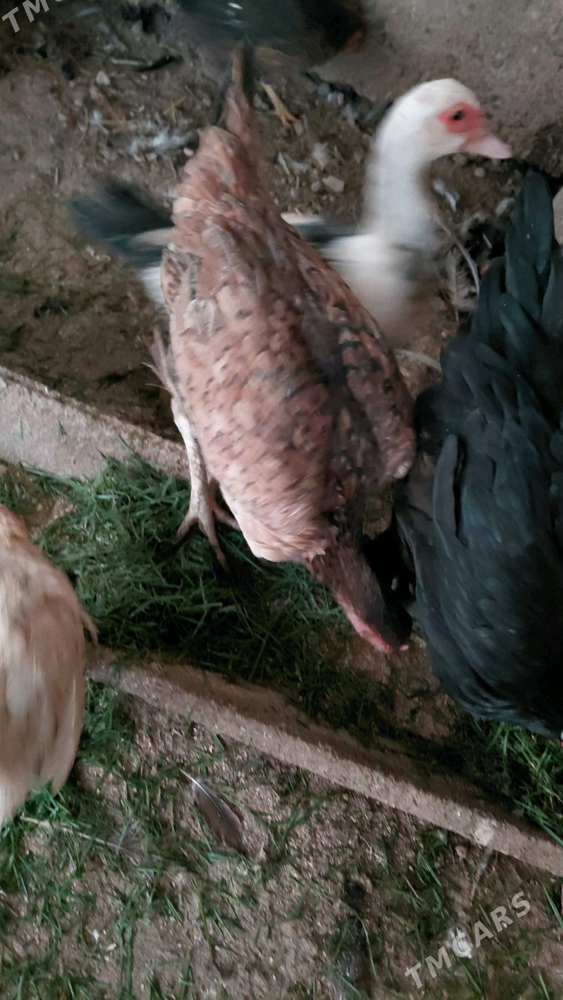 towuk - Çärjew - img 1