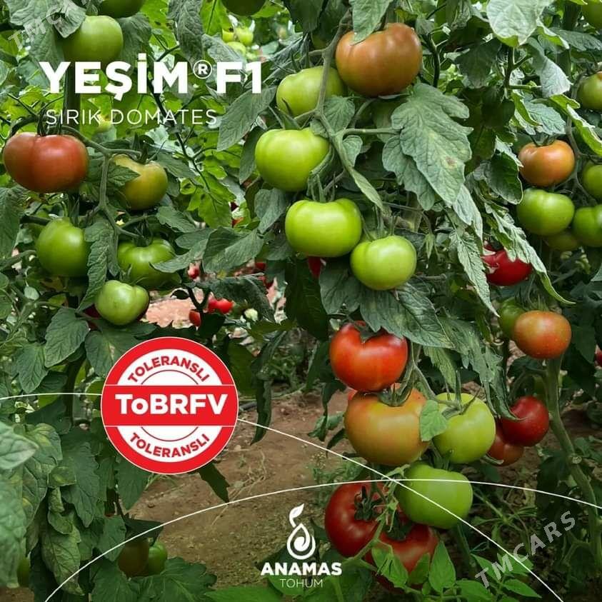 Teplissa we açyk meýdan üçin pomidor tohumlary - Aşgabat - img 2