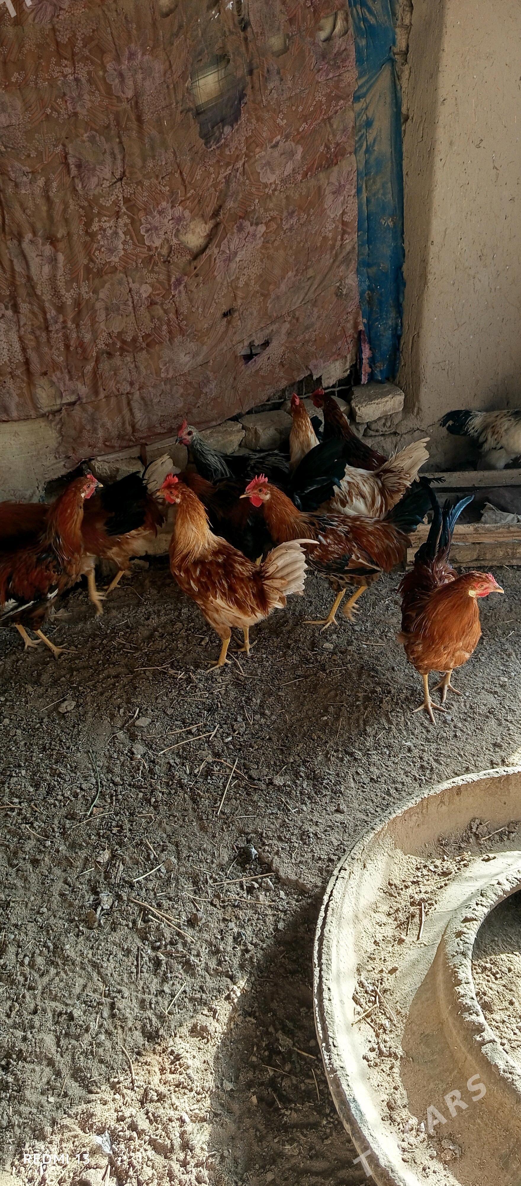 horazlar - Baýramaly - img 2