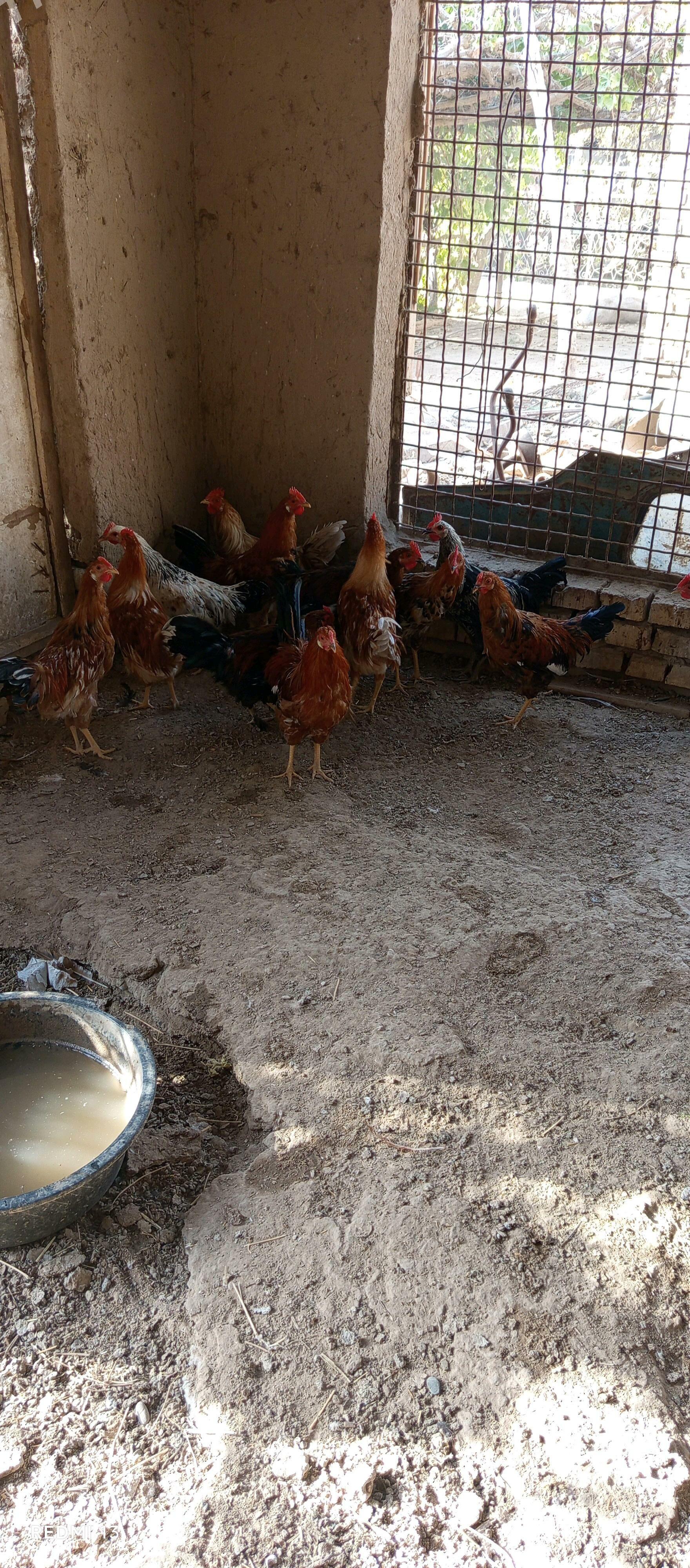 horazlar - Baýramaly - img 1