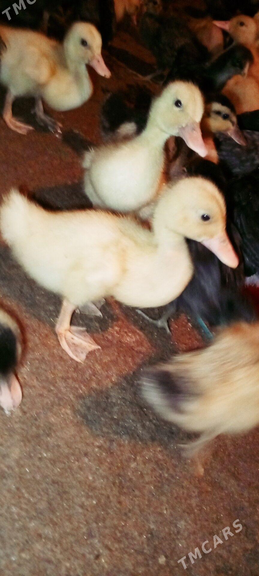 Ýaşyl baş gak gak - Туркменгала - img 1