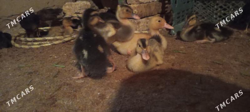 Ýaşyl baş gak gak - Туркменгала - img 3