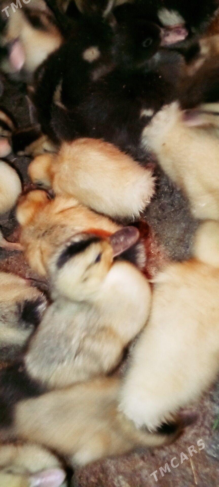 Ýaşyl baş gak gak - Туркменгала - img 6