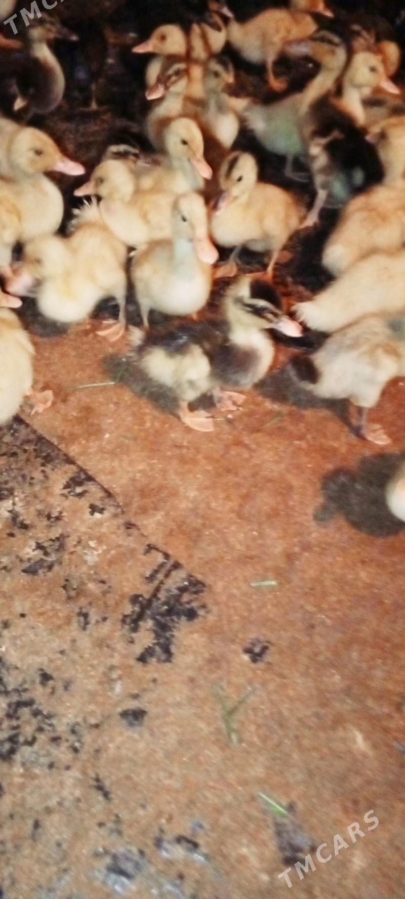 Ýaşyl baş gak gak - Туркменгала - img 4