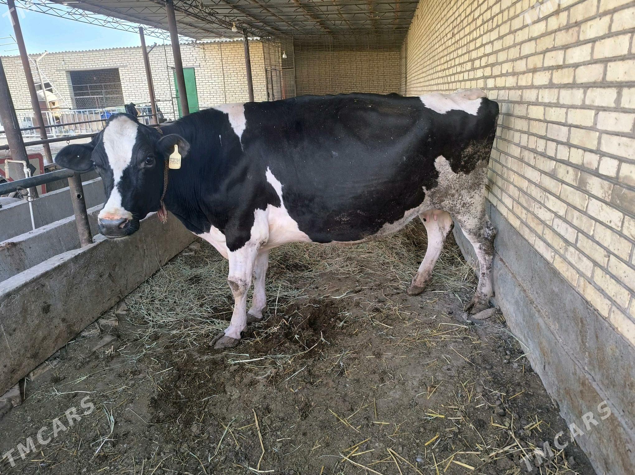 Goldstein sygyr - Garabekewül - img 2