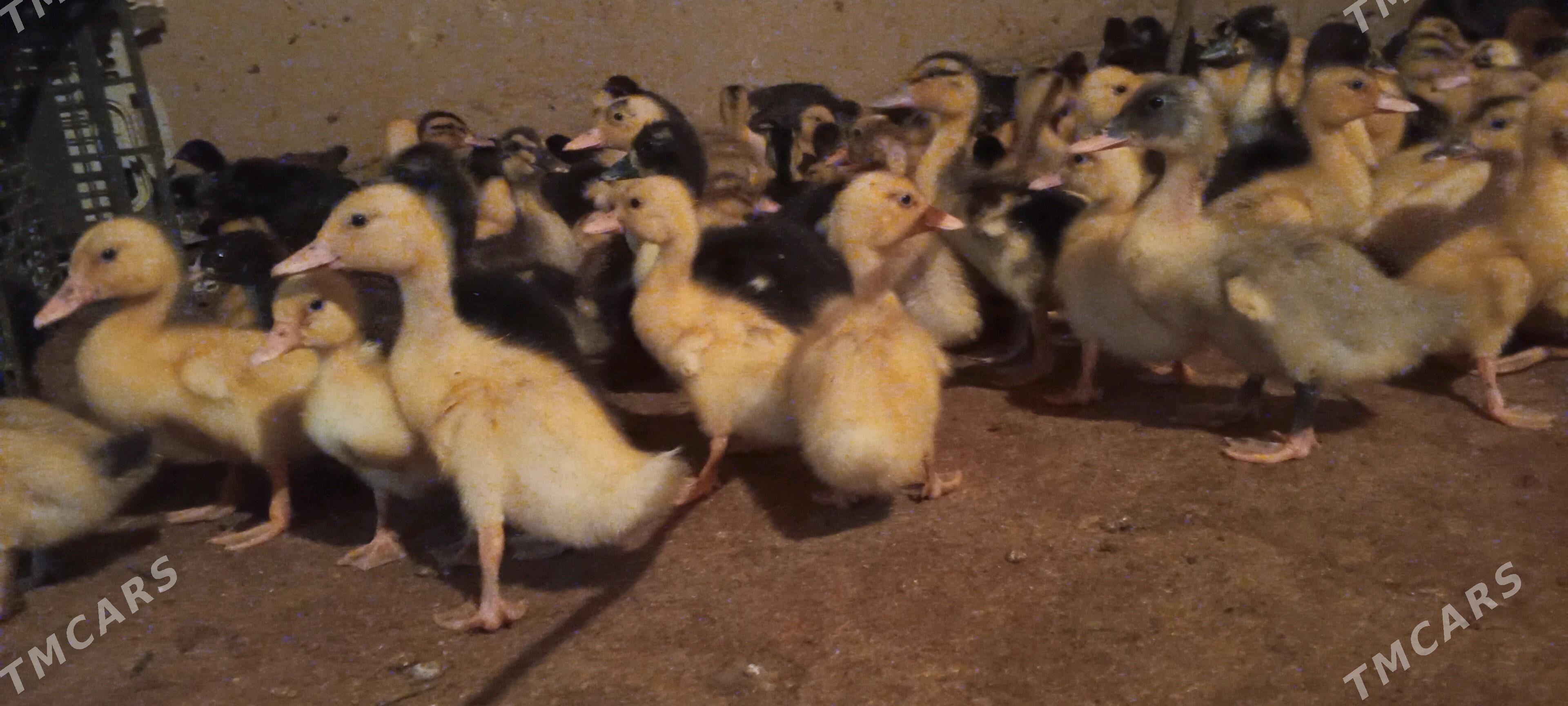 Ýaşyl baş gak gak - Туркменгала - img 7