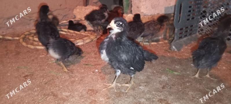 Towuk juje gara - Türkmengala - img 3