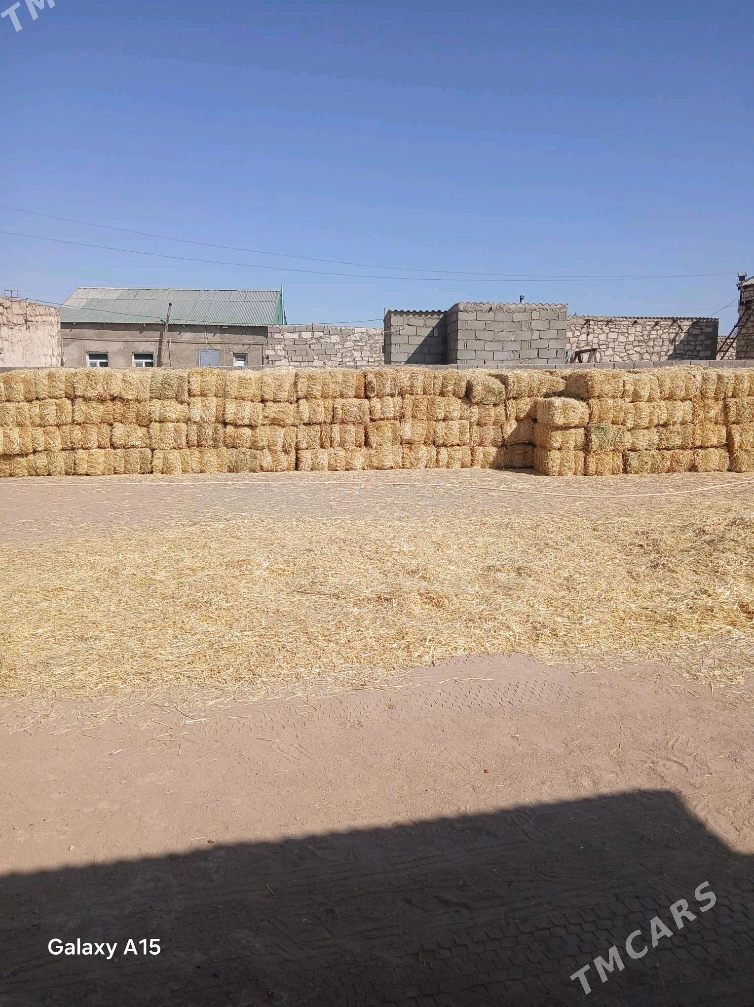 Saman - Туркменбаши - img 2