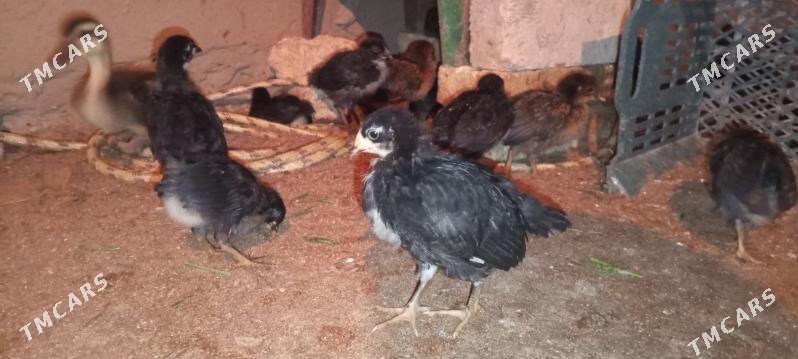 Towuk juje gara - Türkmengala - img 2