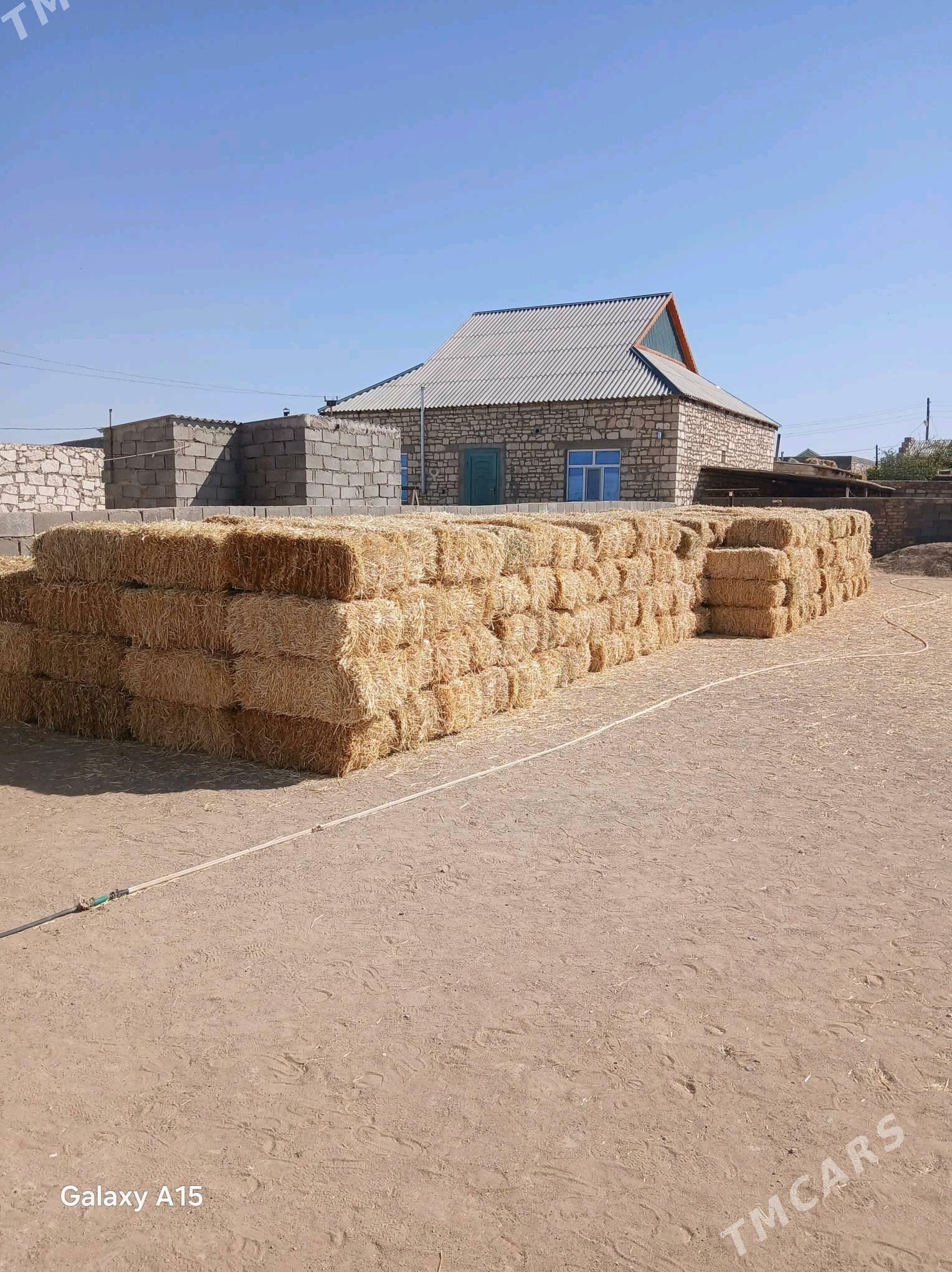 Saman - Туркменбаши - img 1