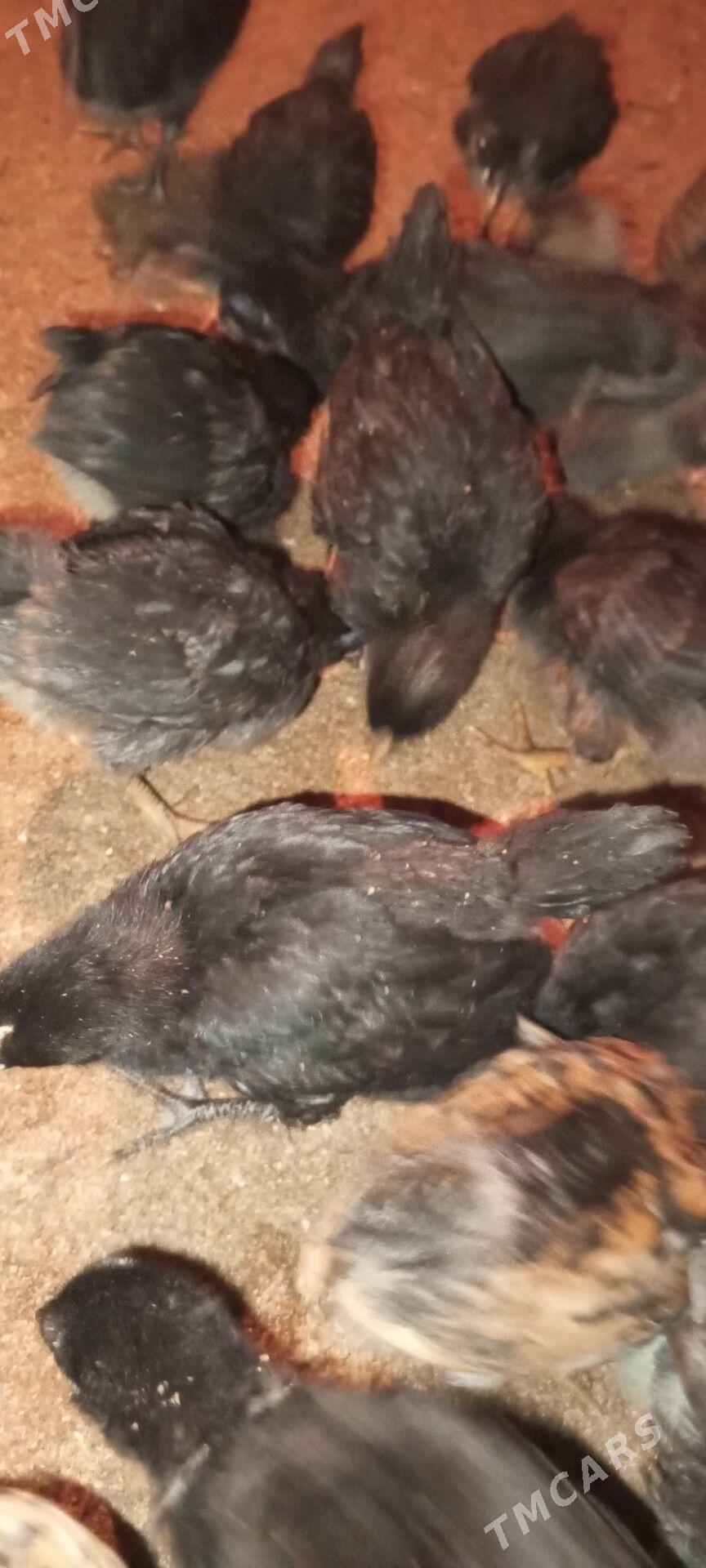 Towuk juje gara - Türkmengala - img 4