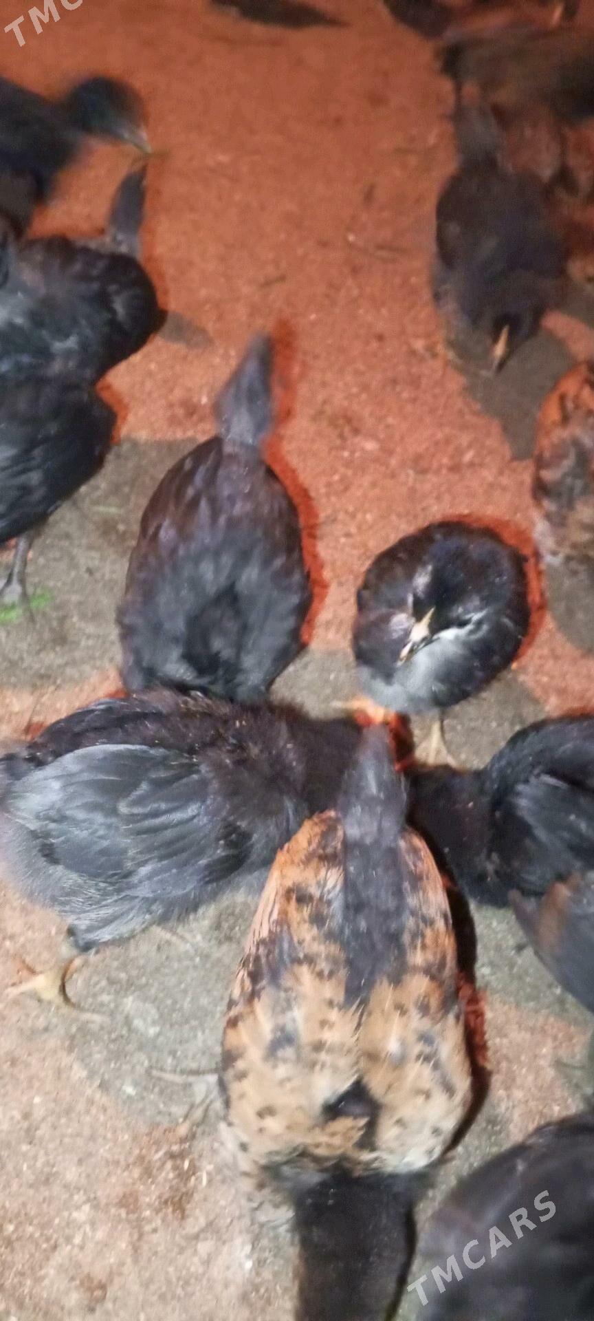 Towuk juje gara - Türkmengala - img 5