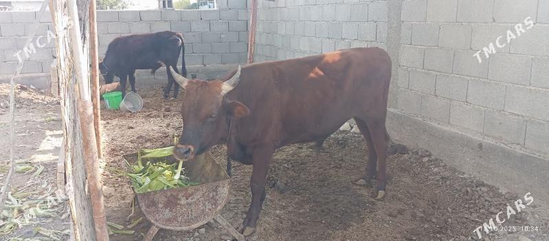 Okuz - Ak bugdaý etraby - img 4