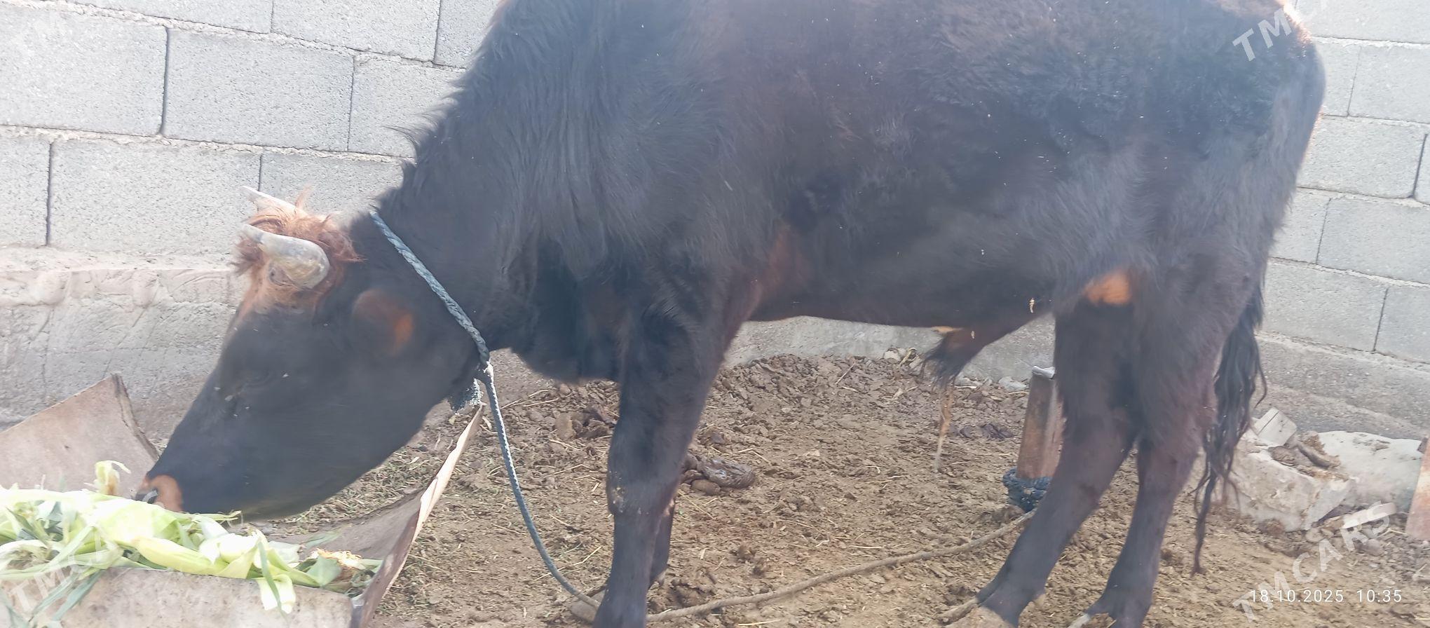 Okuz - Ak bugdaý etraby - img 2