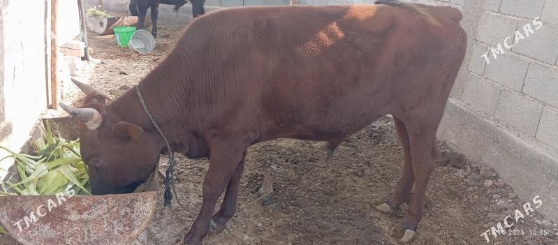 Okuz - Ak bugdaý etraby - img 3