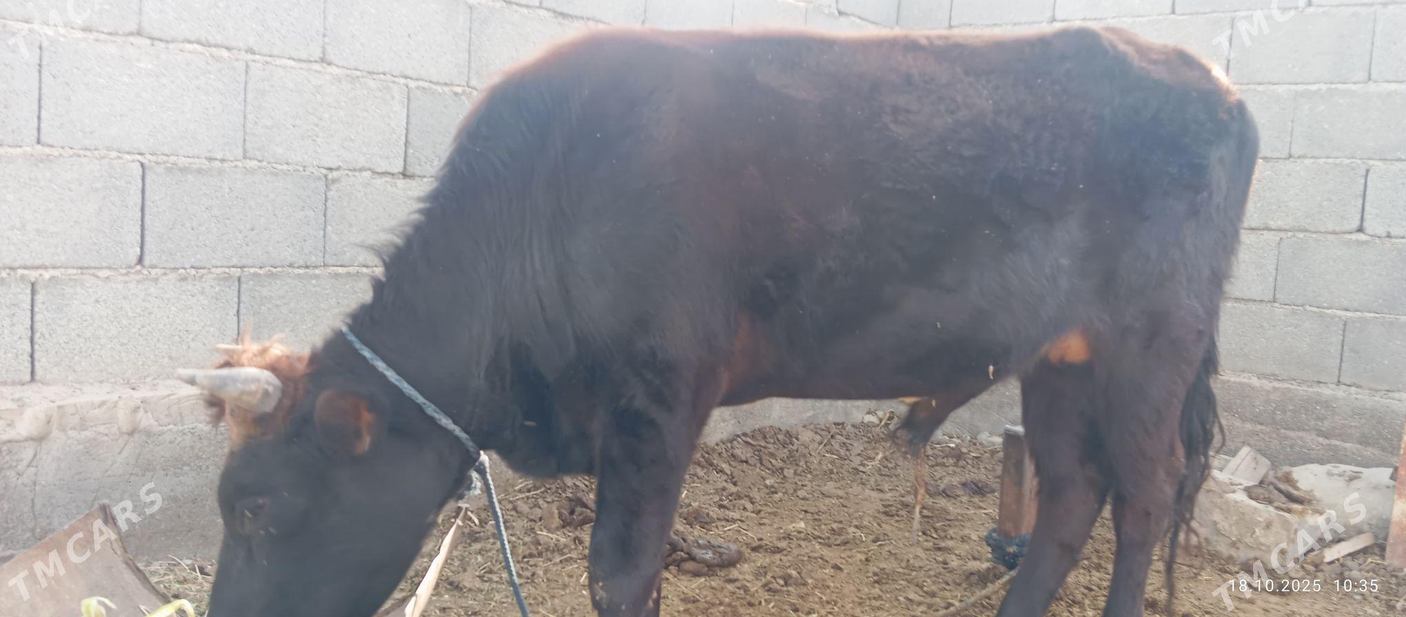 Okuz - Ak bugdaý etraby - img 1