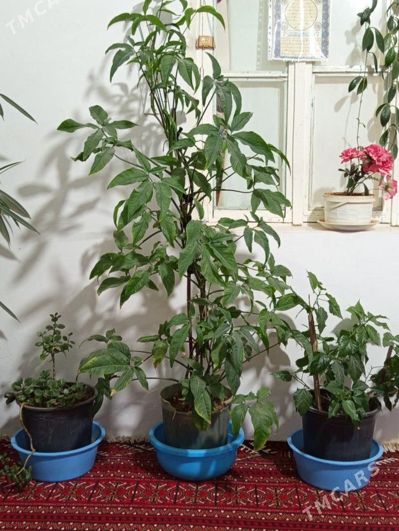 Otağ gülleri - Махтумкули - img 2